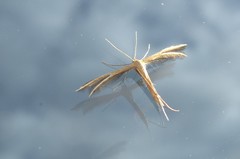 Pterophorus innotatalis