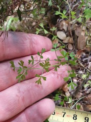 Anisotome filifolia