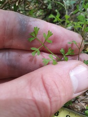 Anisotome filifolia