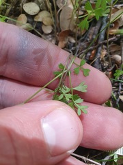 Anisotome filifolia