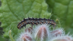 Utetheisa pulchelloides vaga