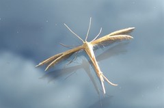 Pterophorus innotatalis