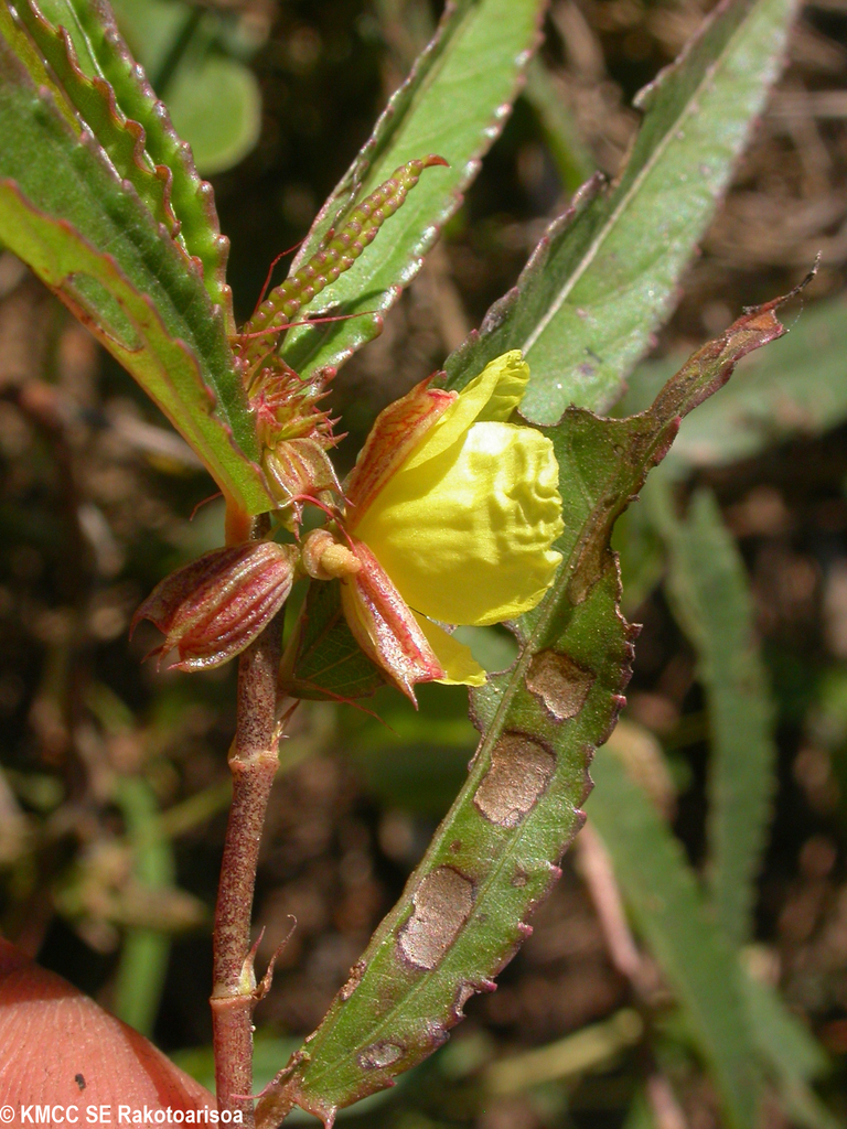 Pseudocorchorus cornutus
