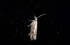 Strepsicrates ejectana