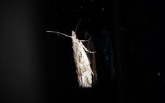 Strepsicrates ejectana