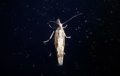 Strepsicrates ejectana