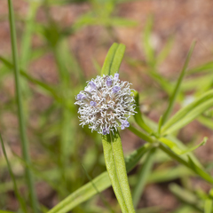 Spermacoce calliantha