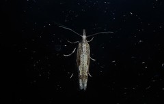 Strepsicrates ejectana