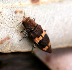 Nascioides olliffi