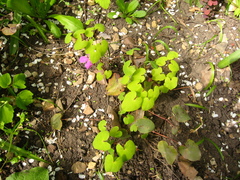 Epimedium macrosepalum