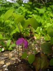 Epimedium macrosepalum