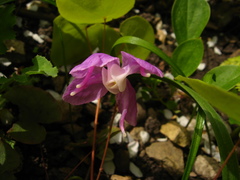 Epimedium macrosepalum