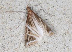 Phrataria transcissata