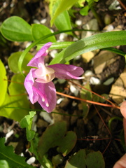 Epimedium macrosepalum