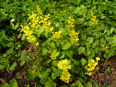 Epimedium pinnatum