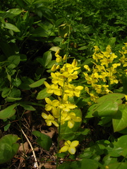 Epimedium pinnatum