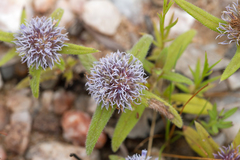 Spermacoce calliantha