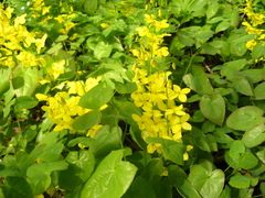 Epimedium pinnatum