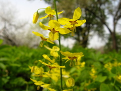 Epimedium pinnatum
