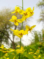 Epimedium pinnatum