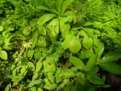 Epimedium × rubrum