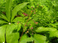Epimedium × rubrum