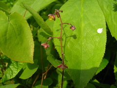 Epimedium × rubrum