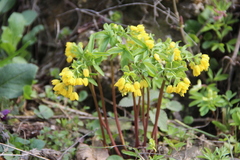 Gymnospermium altaicum