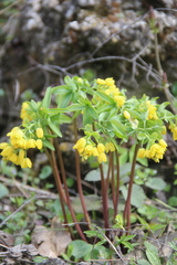 Gymnospermium altaicum