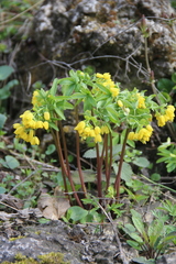 Gymnospermium altaicum