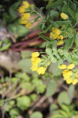 Gymnospermium altaicum