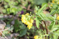 Gymnospermium altaicum