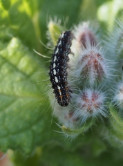 Utetheisa pulchelloides vaga