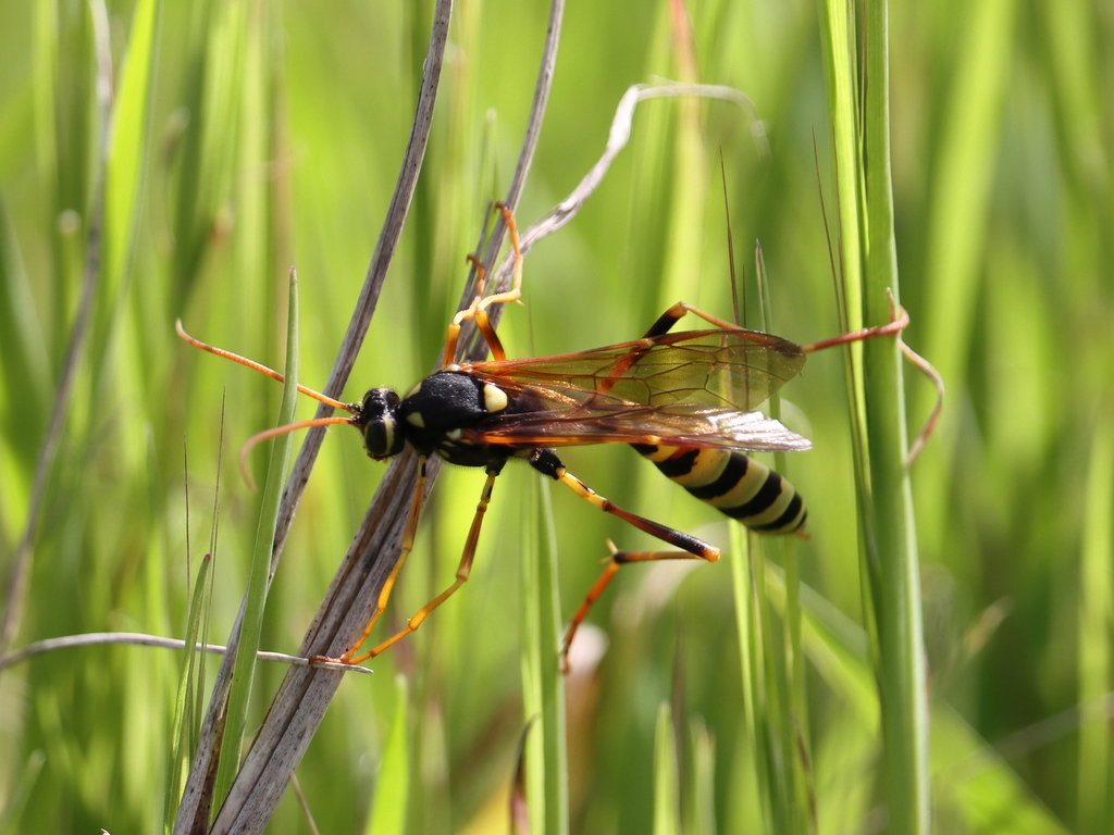 Gravenhorstia picta