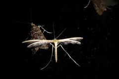 Pterophorus innotatalis