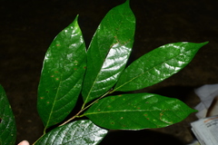 Cryptocarya