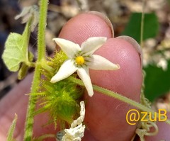 Echinopepon coulteri