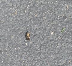 Apis mellifera