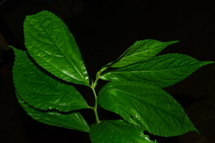 Elatostema