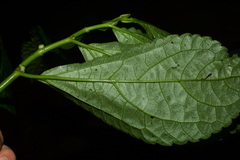 Elatostema