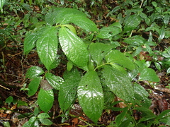 Elatostema