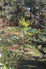 Berberis napaulensis
