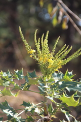 Berberis napaulensis