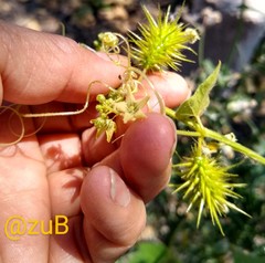 Echinopepon coulteri