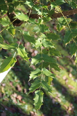 Berberis napaulensis