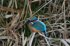 Alcedo atthis