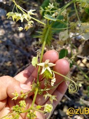 Echinopepon coulteri