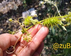 Echinopepon coulteri