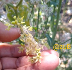 Echinopepon coulteri