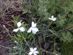 Dianthus cretaceus
